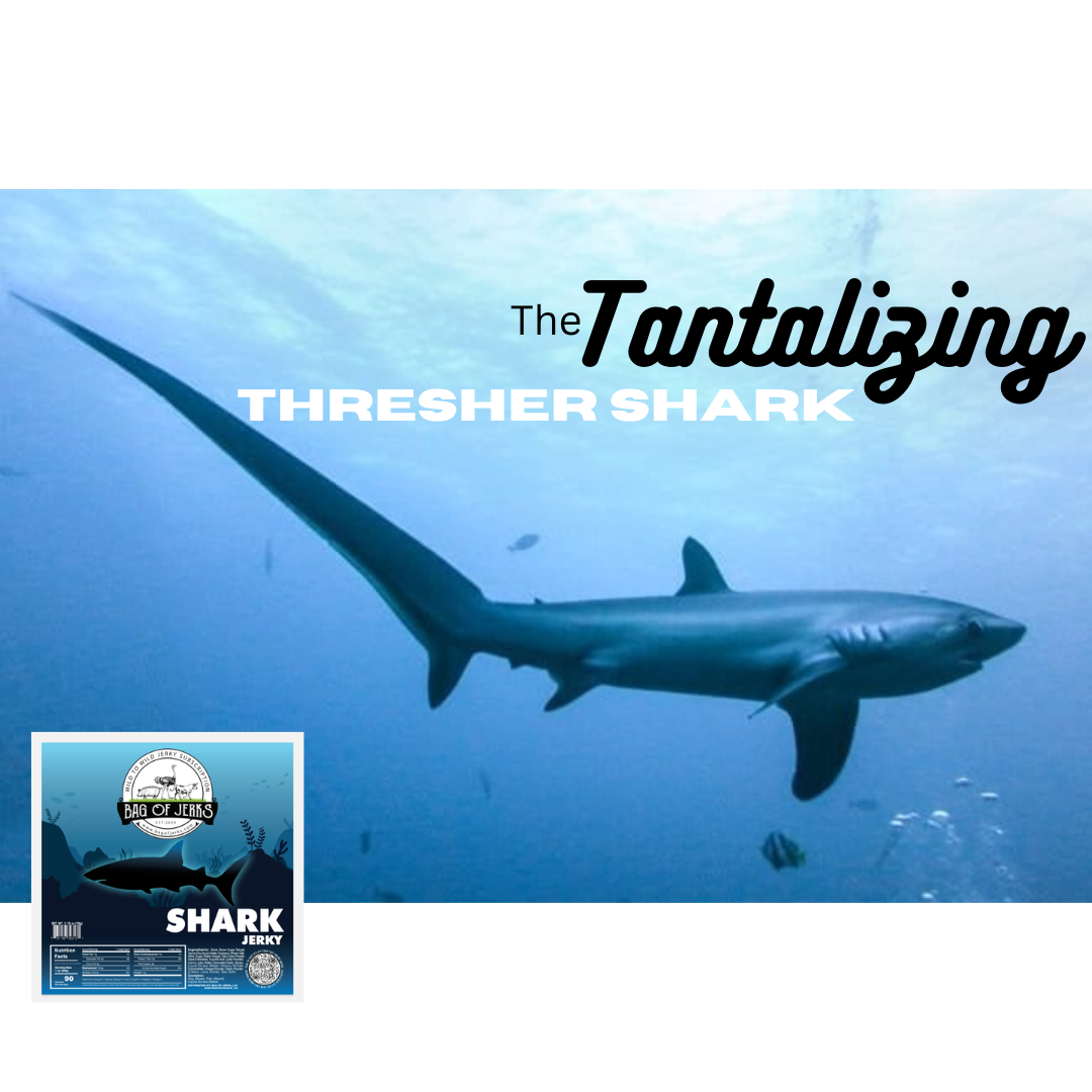 The Tantalizing Thresher Shark