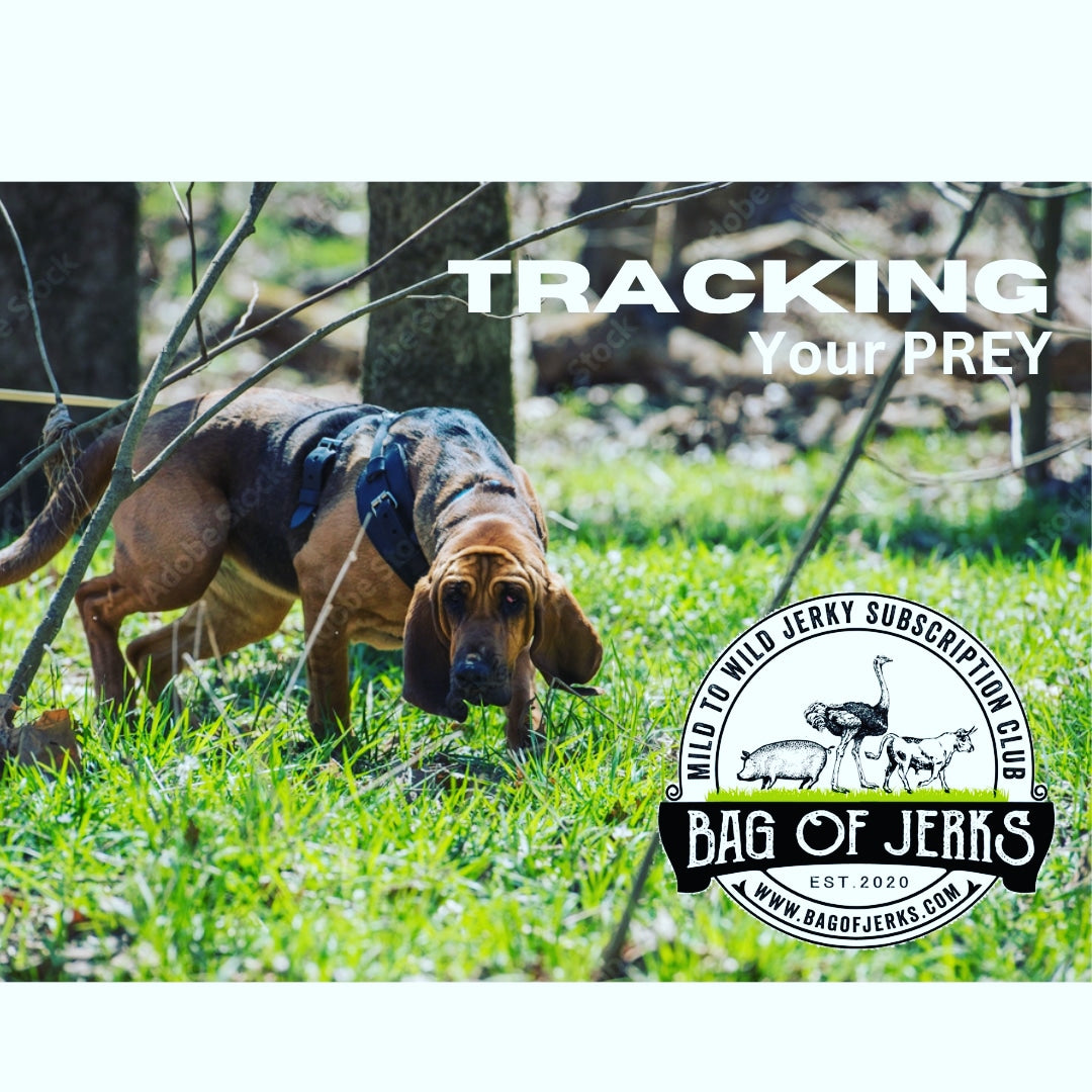 Tracking Your Prey